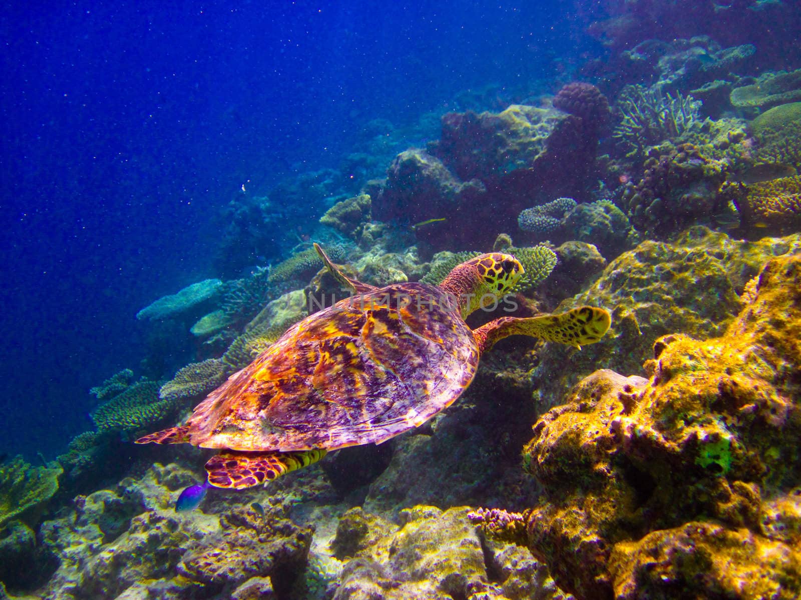 Hawksbill Turtle swiming like flying by anobis