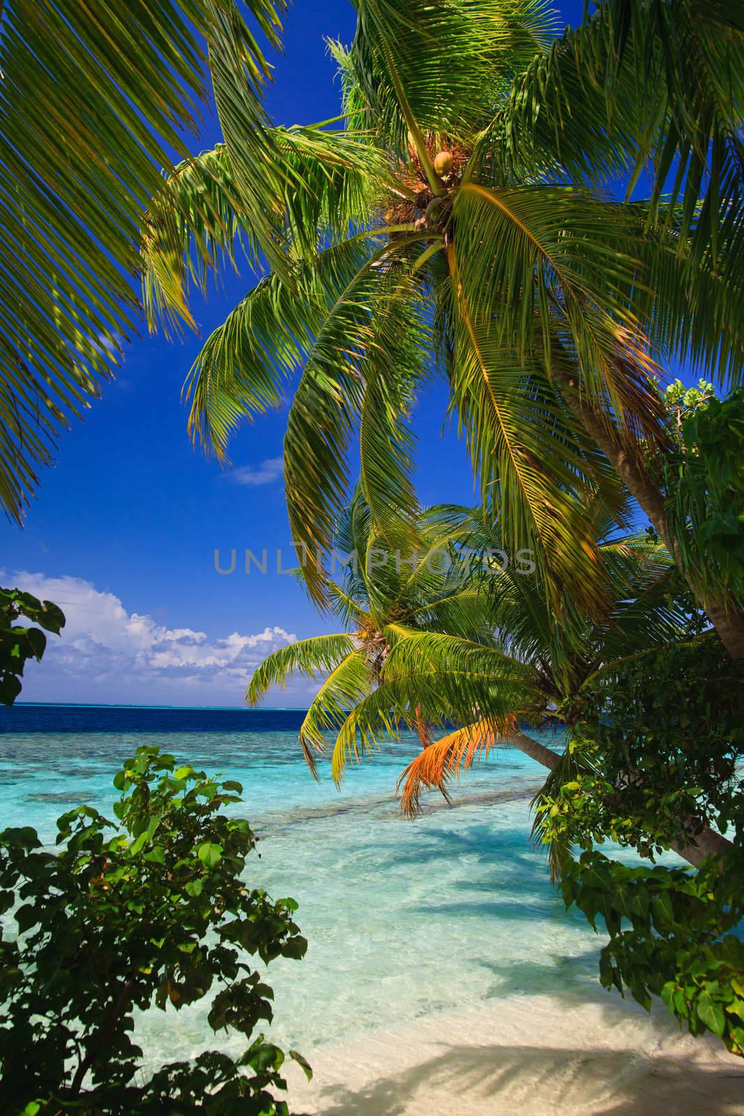 Tropical Paradise at Maldives by anobis