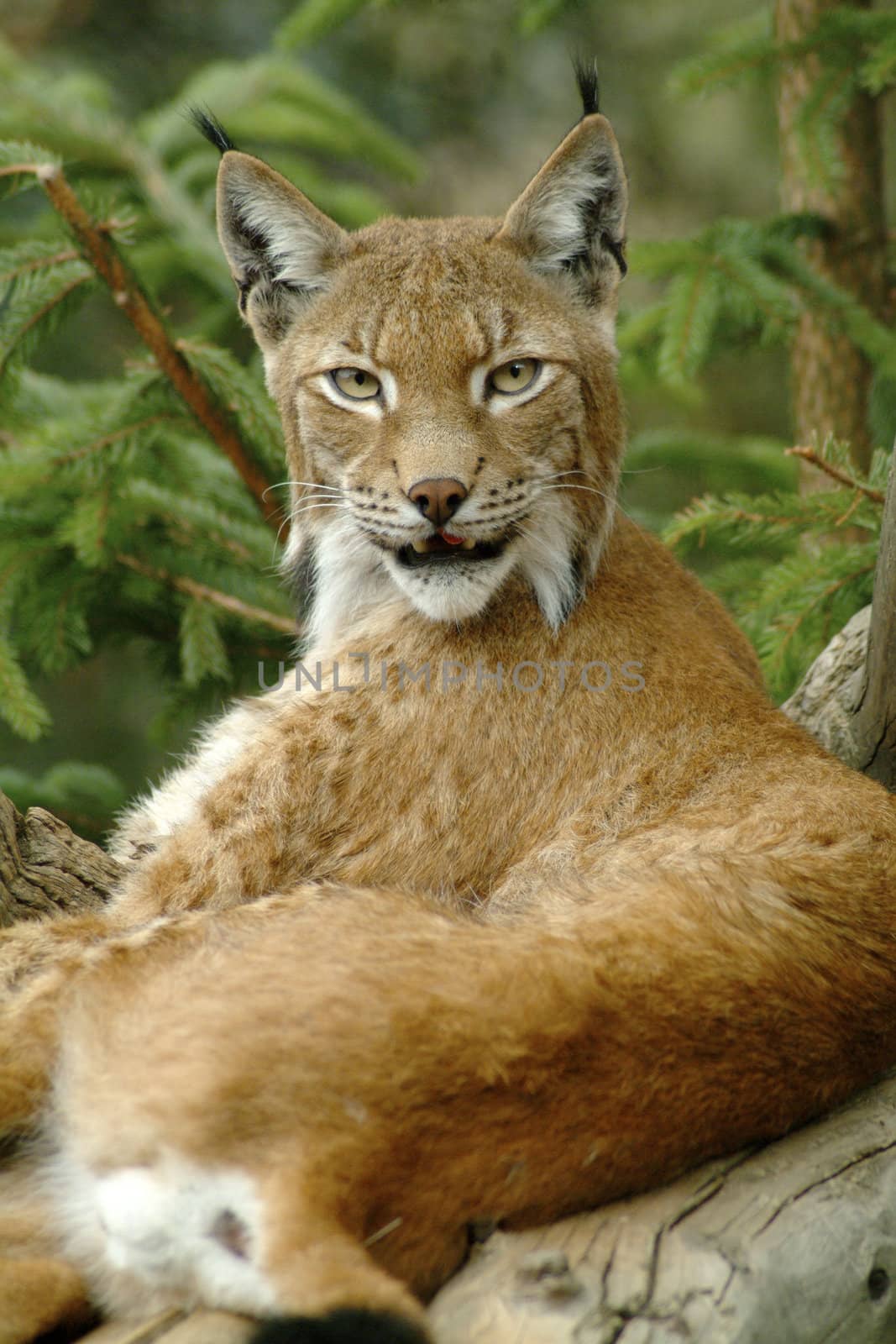 Europaean lynx by bravajulia