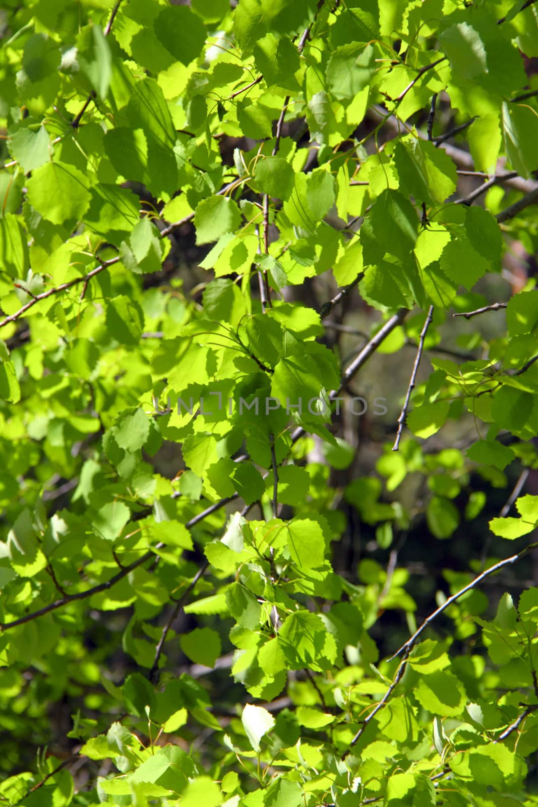 Spring green leaves by vadimone