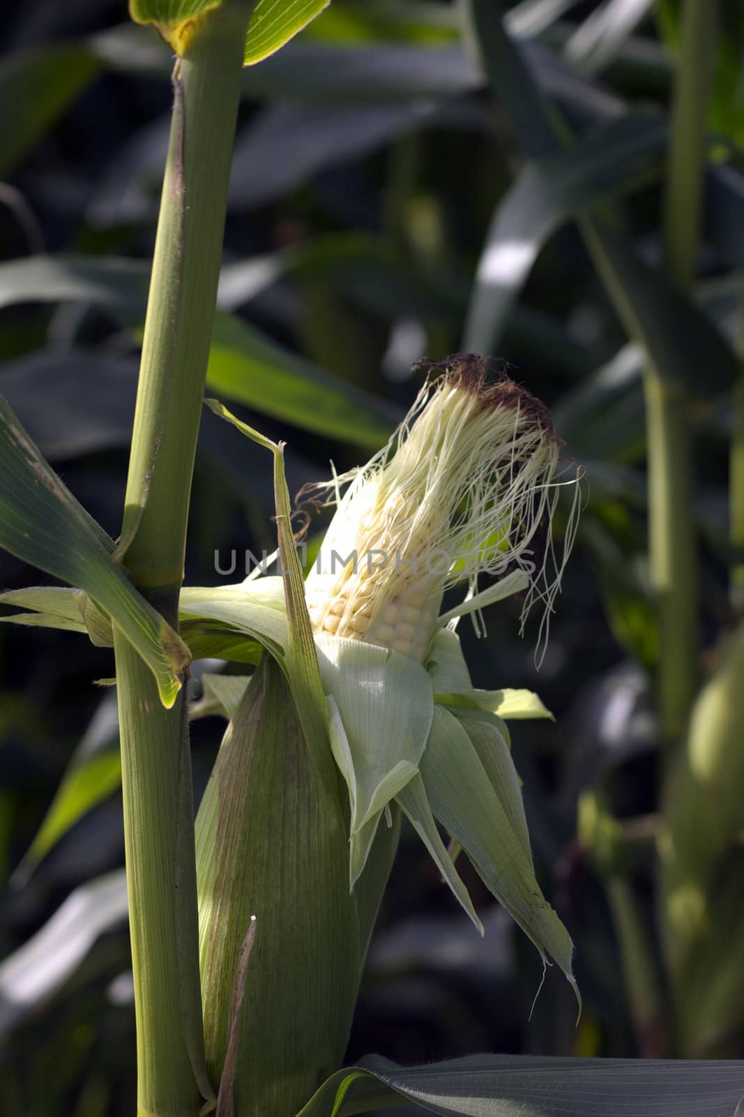 An organically growing corn on the cob, or sweetcorn.