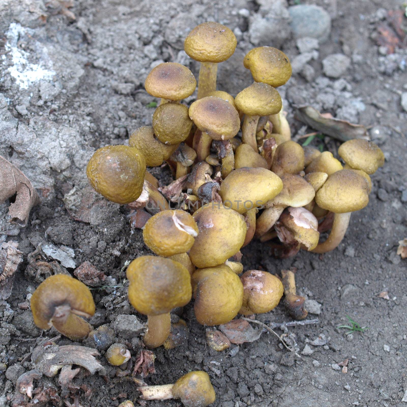 Mushrooms by claudiodivizia