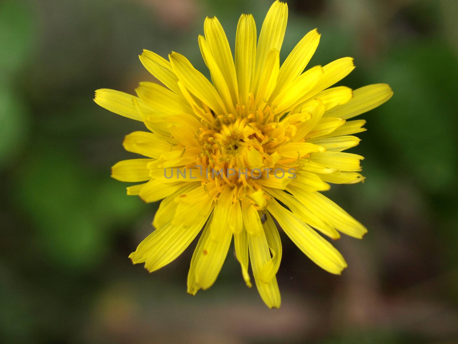 Yellow chicory flower or bloom