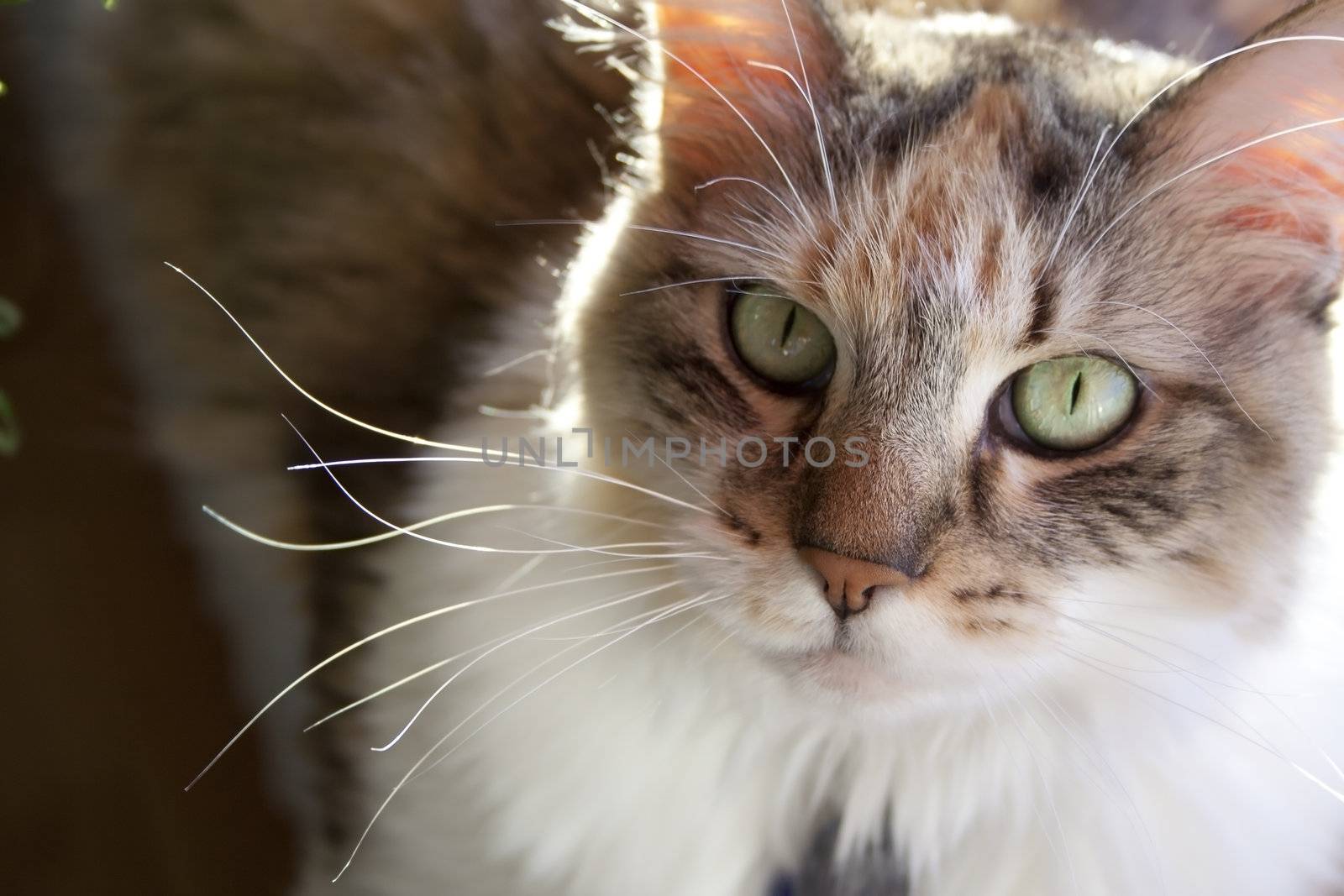 Family cat resting in sun.