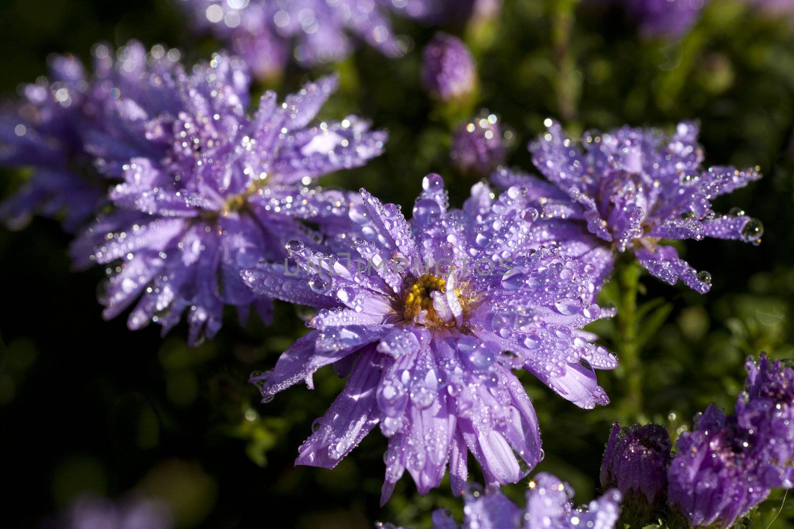Dew drops on purple flowers in the morning sun.