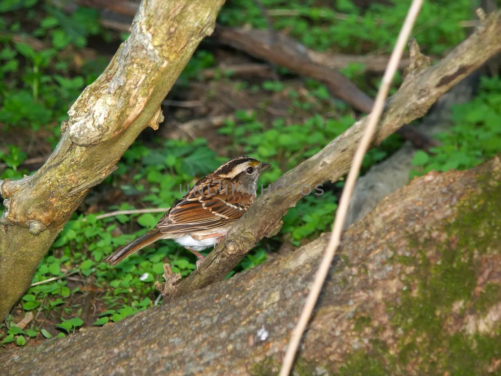 A White-throated Sparrow (Zonotrichia albicollis) in the forest at Espenscheid Forest Preserve - Illinois.