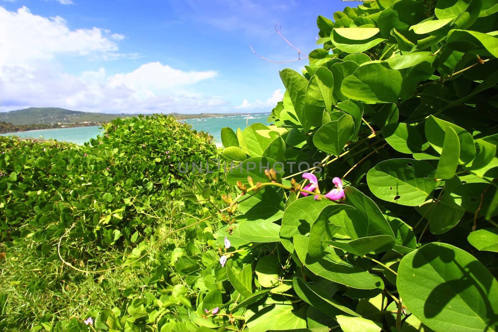 Tropical vegetation grows along the coast at Anse de Sables Beach in Saint Lucia.