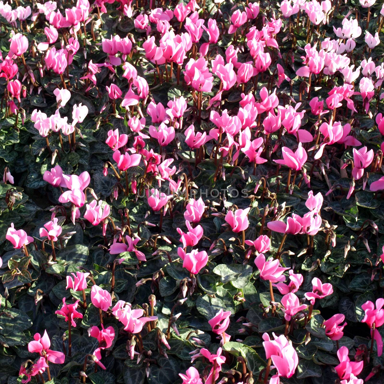 Flowerbed of cyclamen persicum flowers