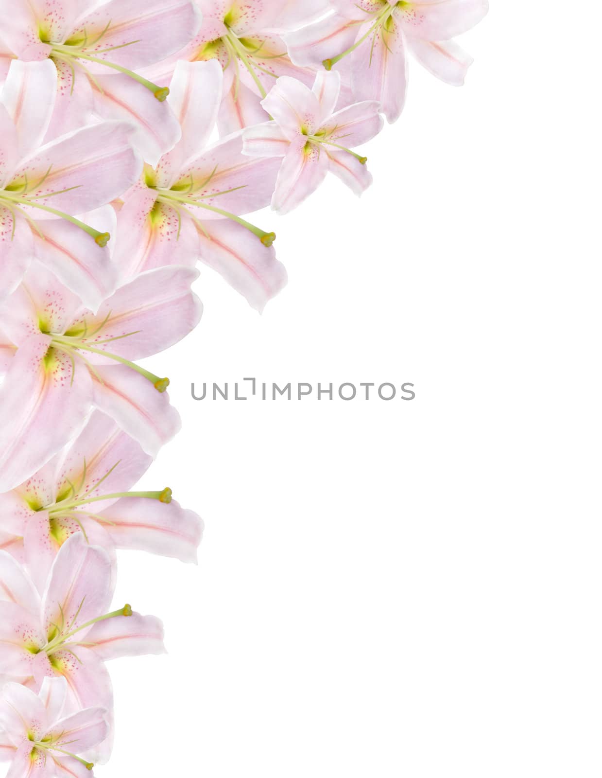 pink lilium border isolated on white background