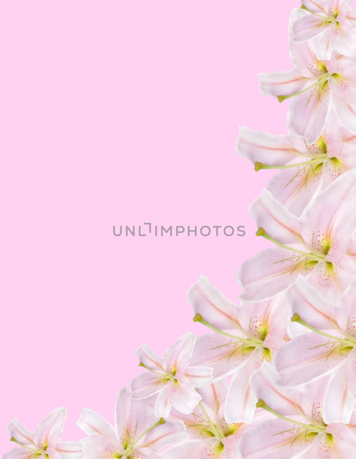 pink lilium border isolated on pink background