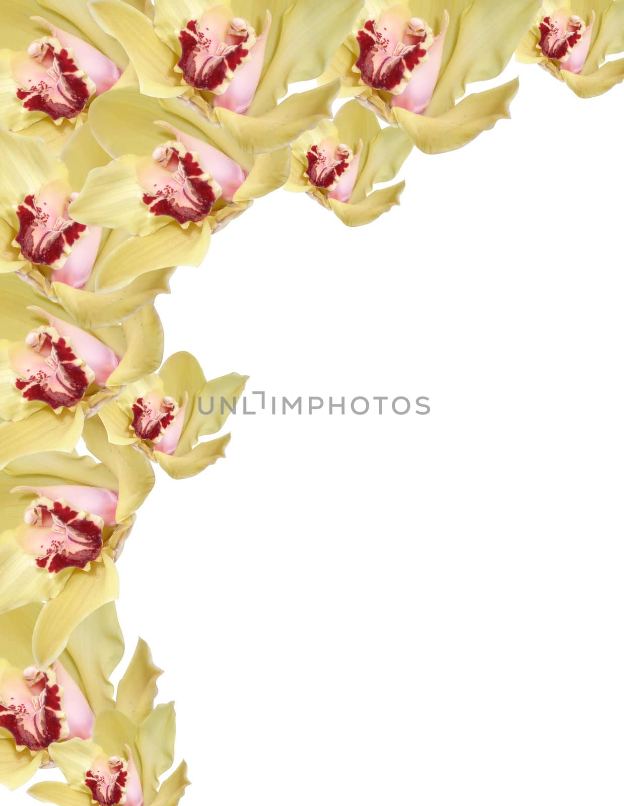 orchid flowers border isolated on white background