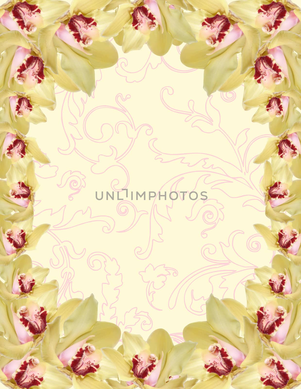 orchid flowers border isolated on color background