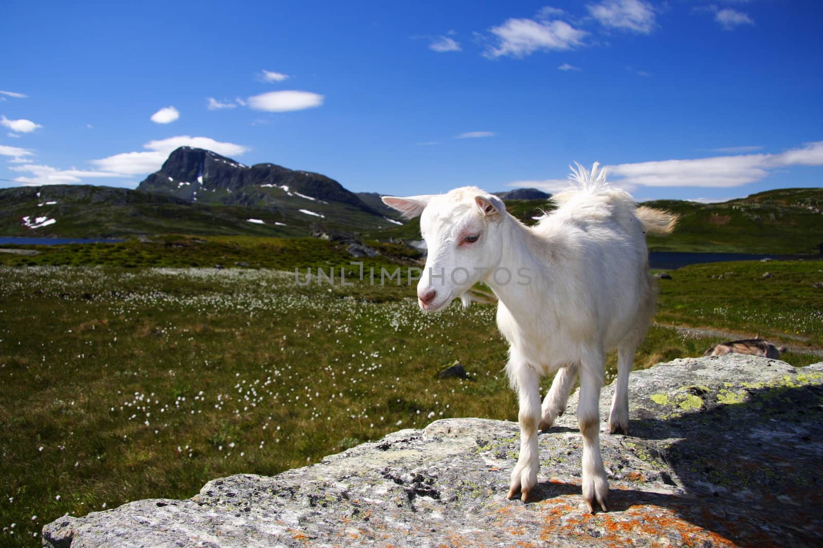Goat baby standing on a rock in Jotunheimen, Norway.