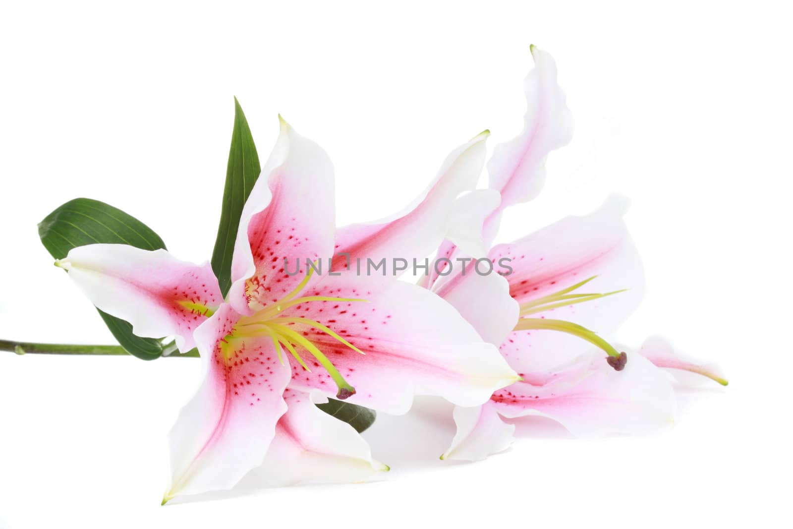 pink and white lilies, isolated on white