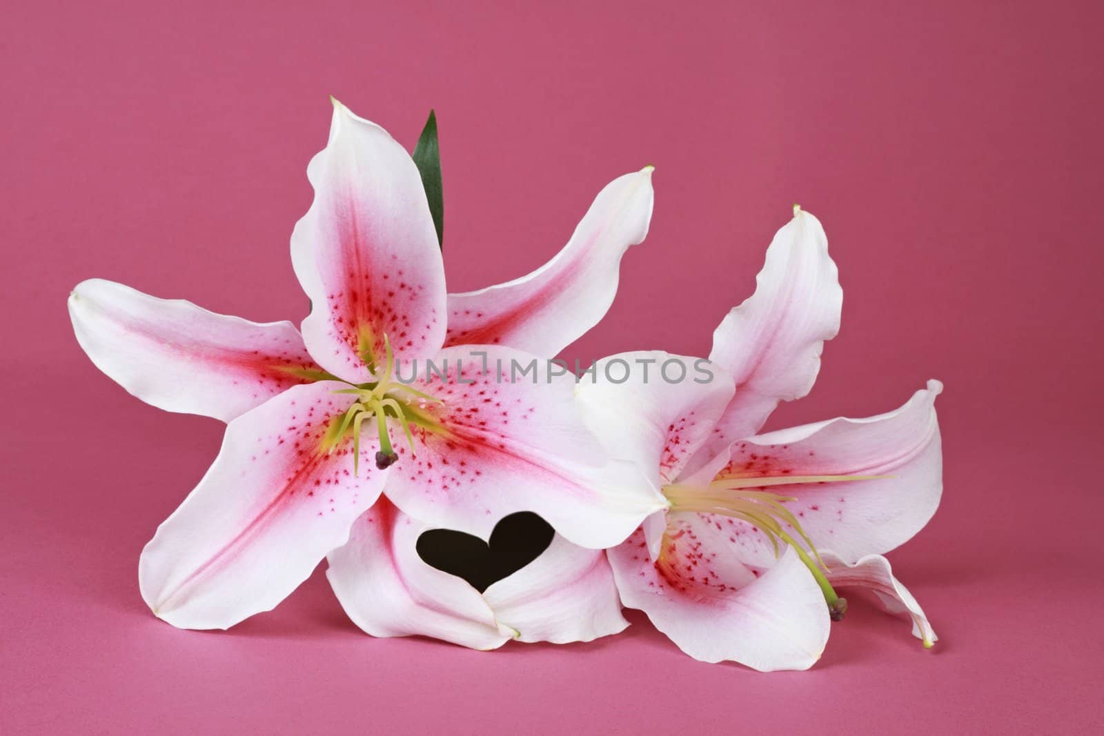pink and white lilies, isolated on pink background
