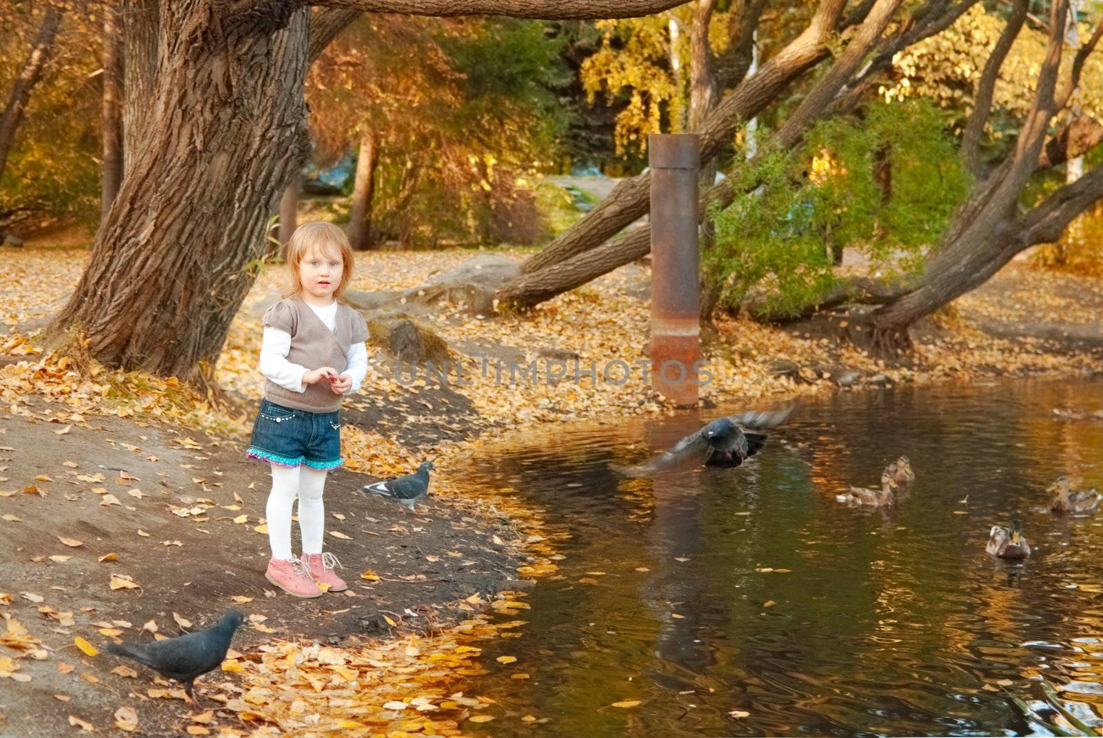 Autumn. Little girl (3 years old) stands at the bank of the pond. She feeds birds. 