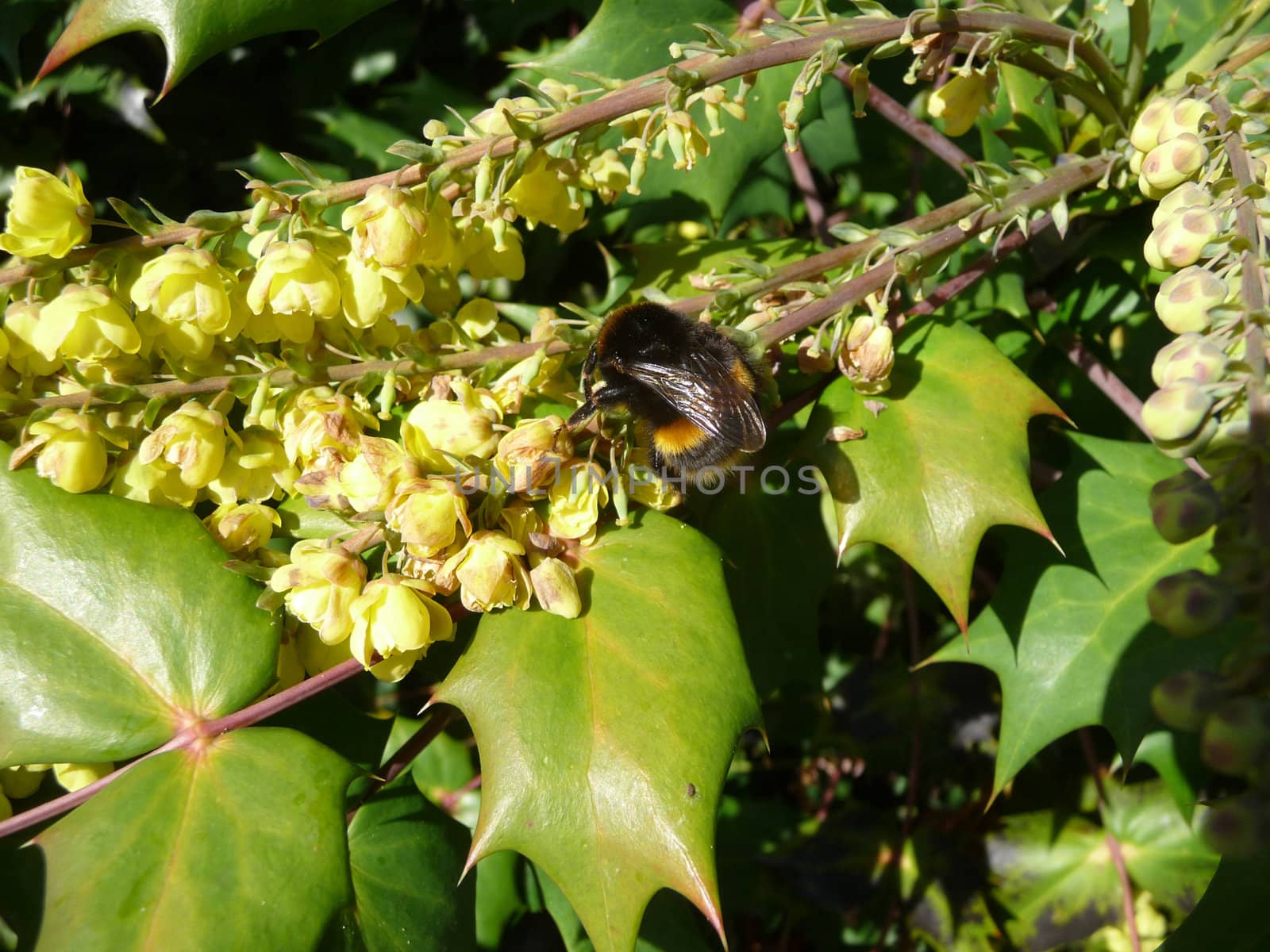 
Close up of a bee looking for pollen.
