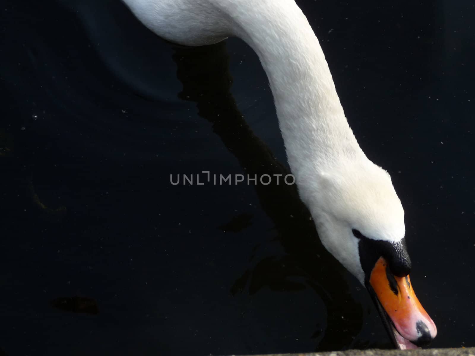 Swan floating on Eagle Pond.