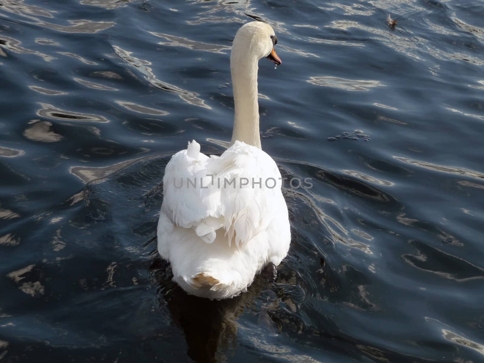 Swan floating on Eagle Pond.
