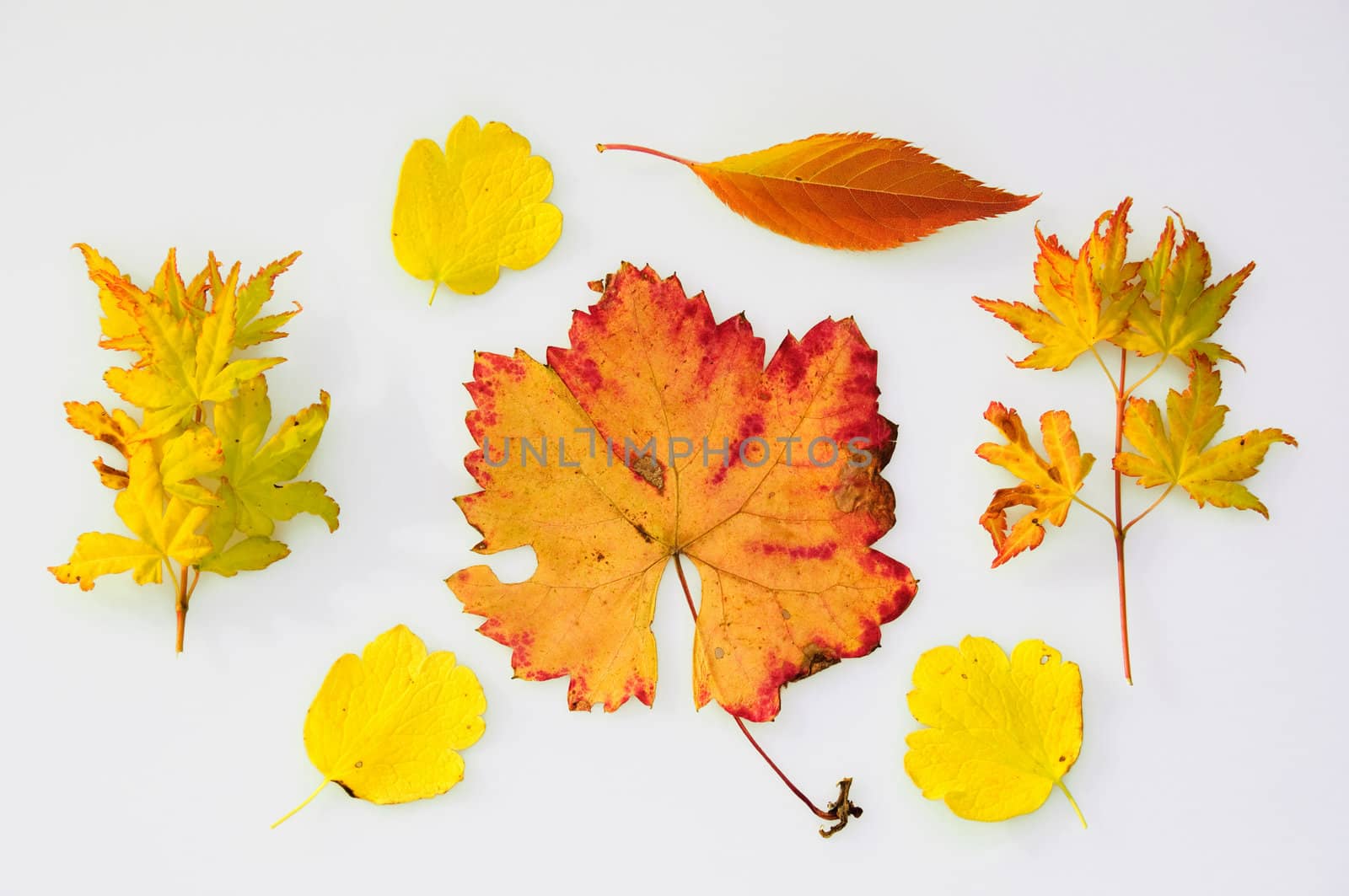 A collection of fall leaves in yellow and orange colors. Isolated