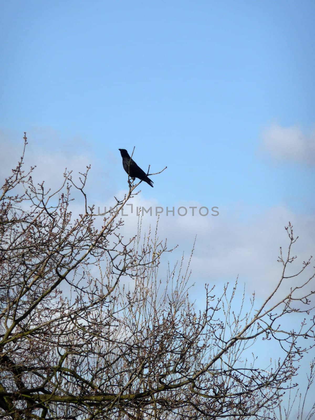 A crow sitting on a branch in Epping Forest.