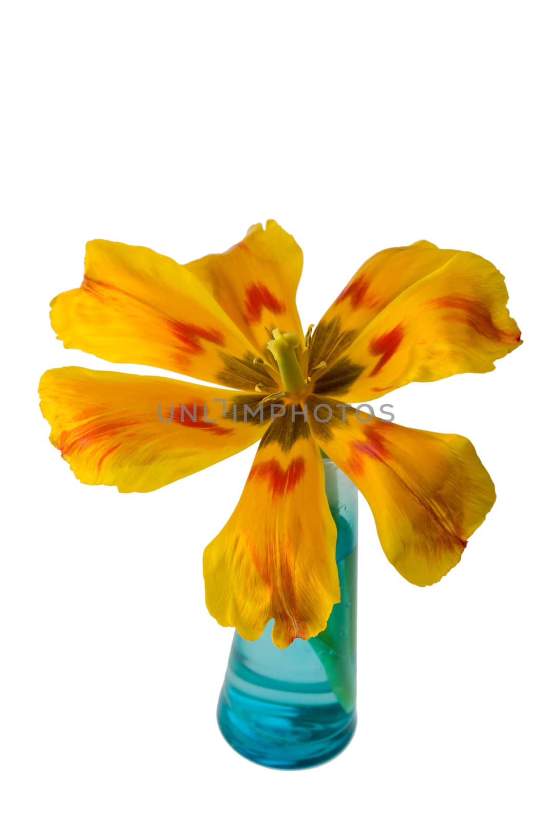 detail of a orange tulip isolated on white