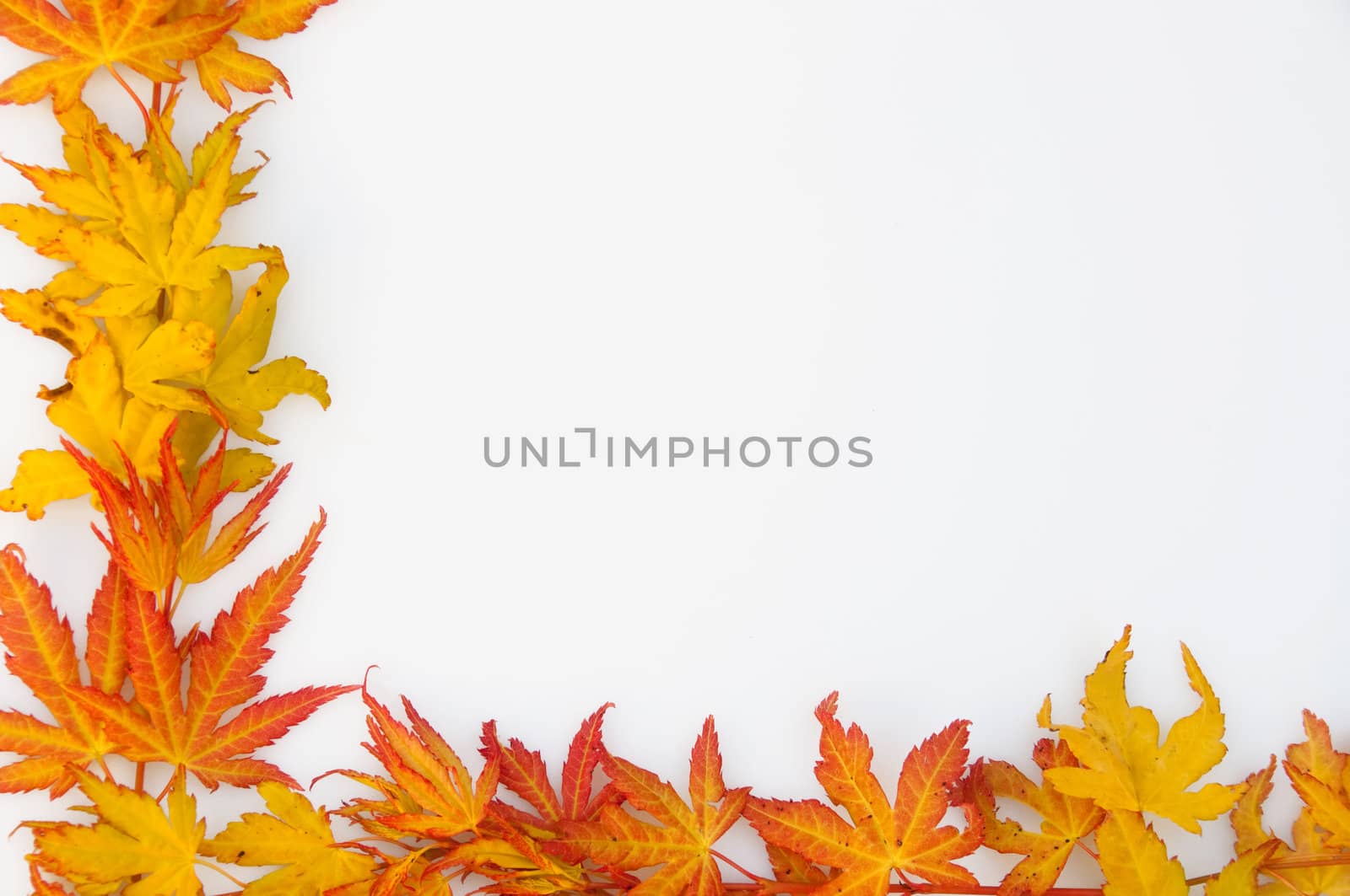 Autumn leaves frame by GryT