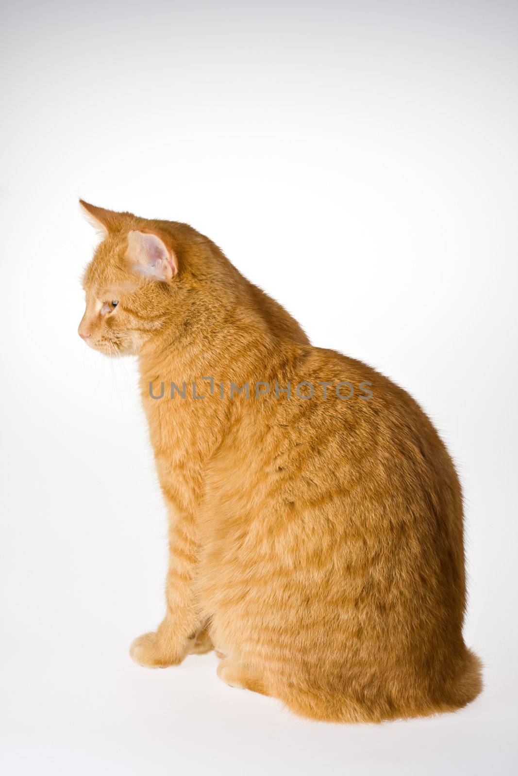 small cat isolated on white background by bernjuer