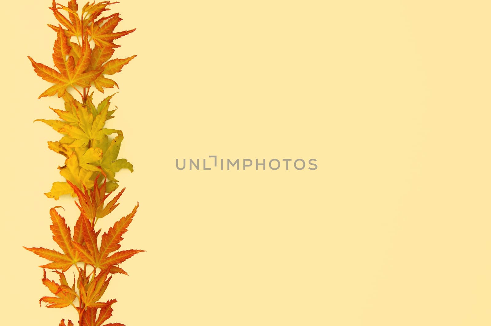 Autumn leaves frame by GryT