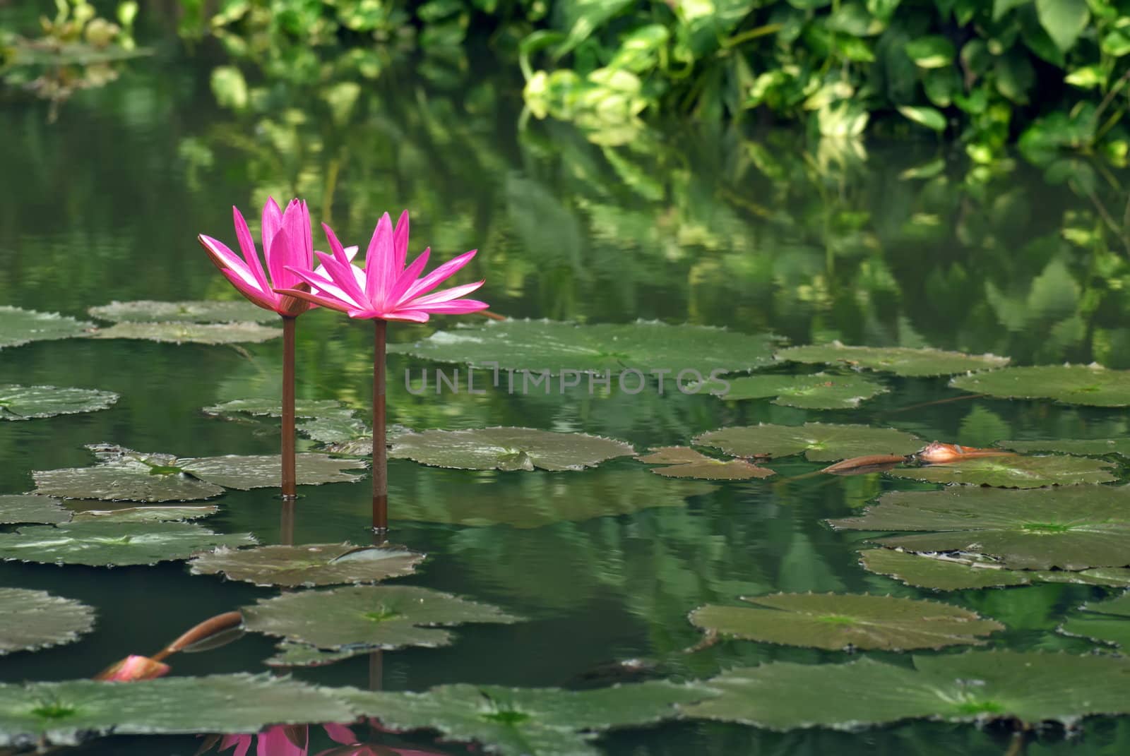 Water lily in full bloom in the pond