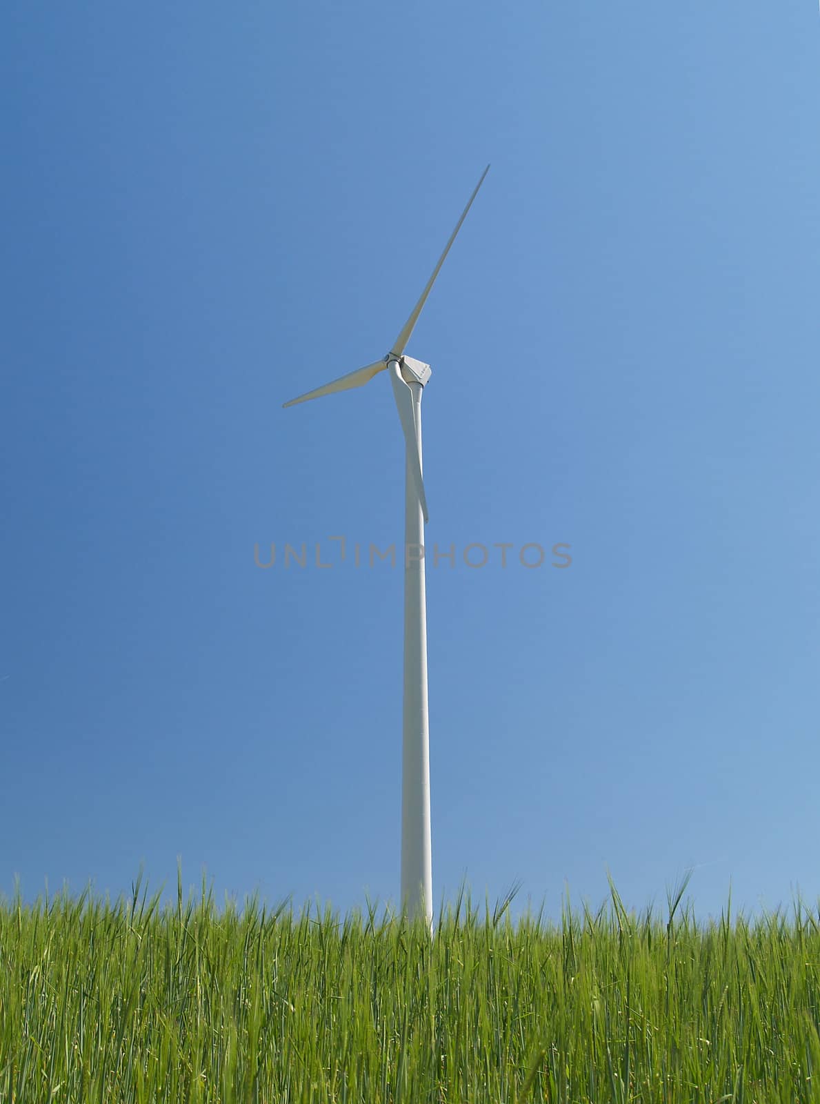 A wind turbin in a cornfield
