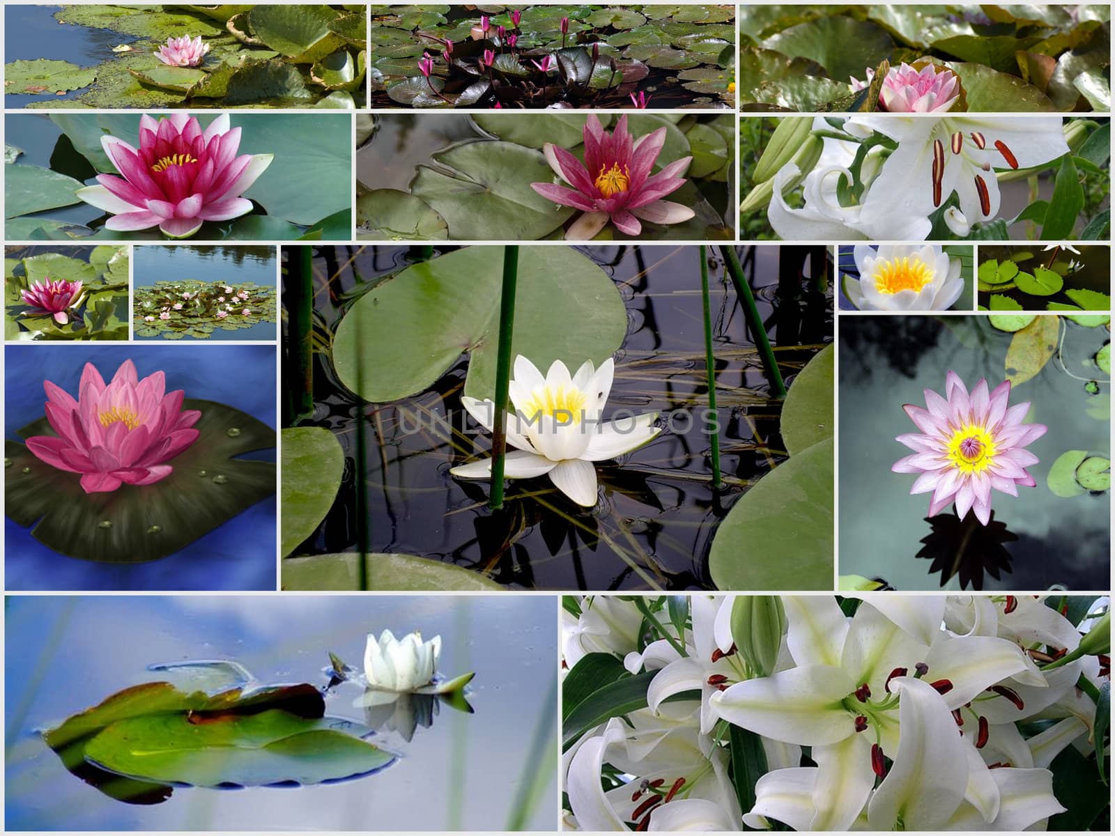 A collage of Pink Waterlily blossoms and lily pads by Baltus