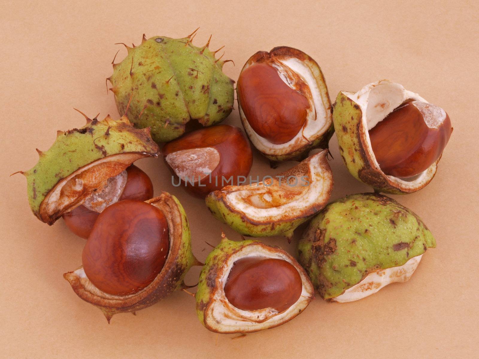A conker is the seed of a horse chestnut tree.