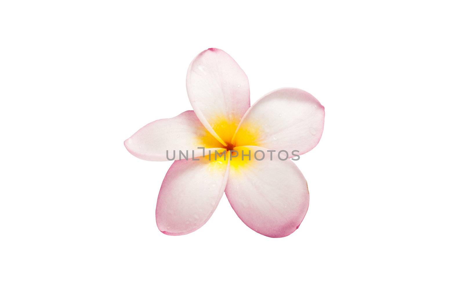 Close-up of frangipani flower isolated on white