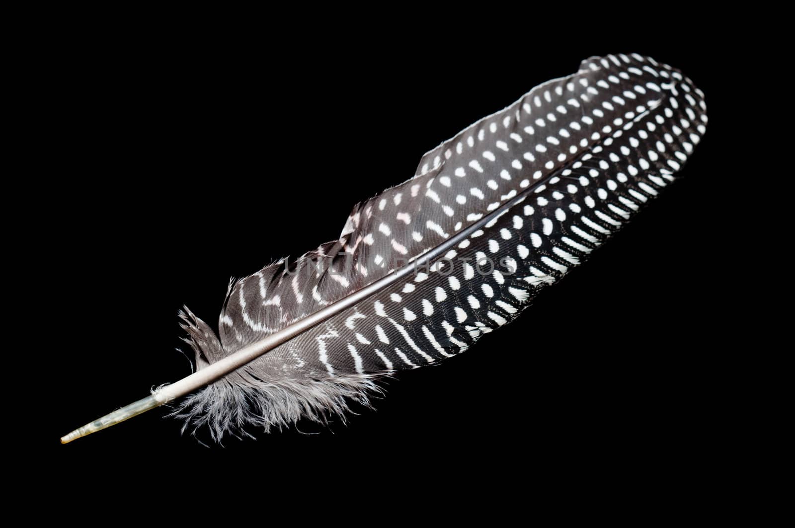 Spotted black and white feather on a black background
