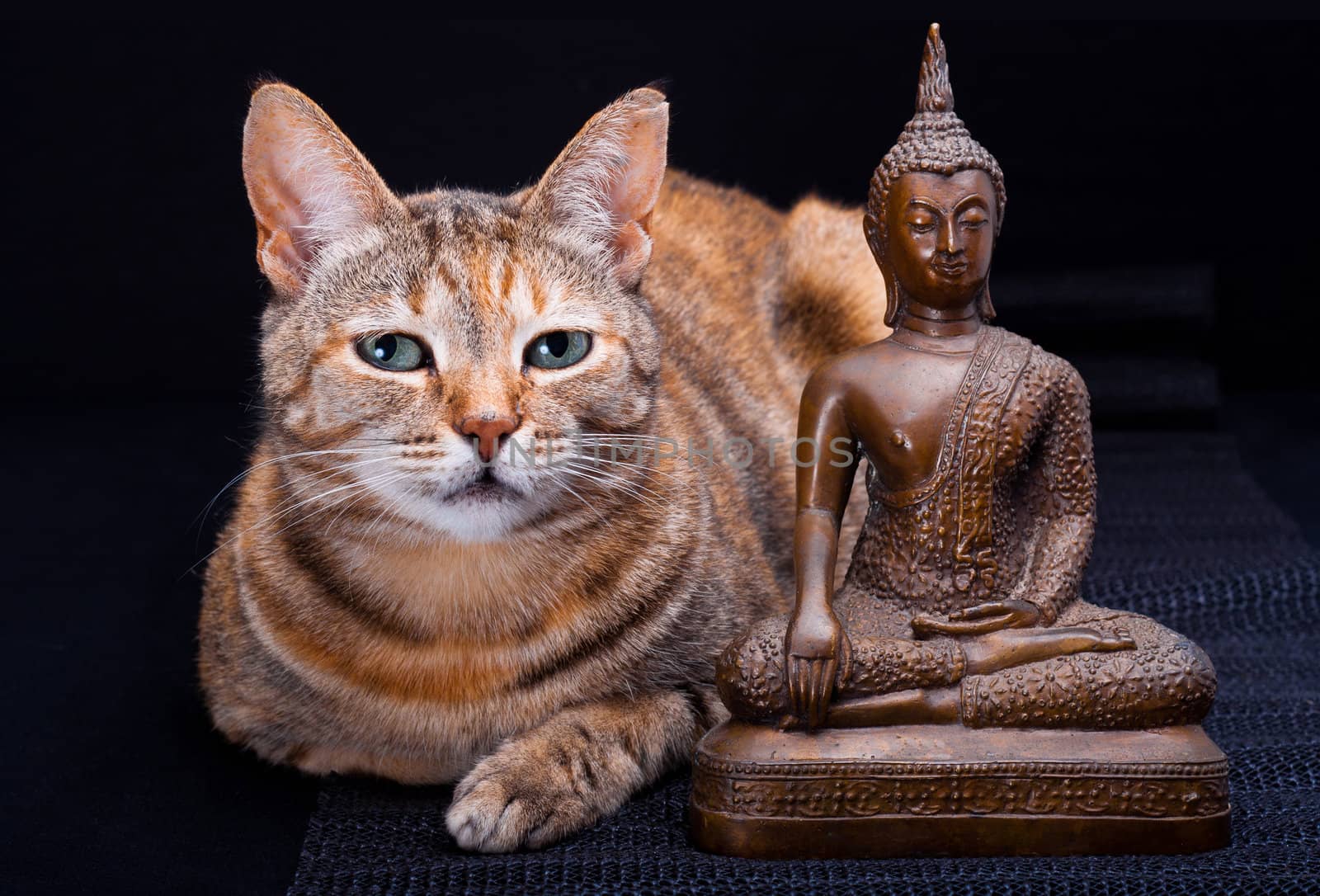Cat Meditation by timh