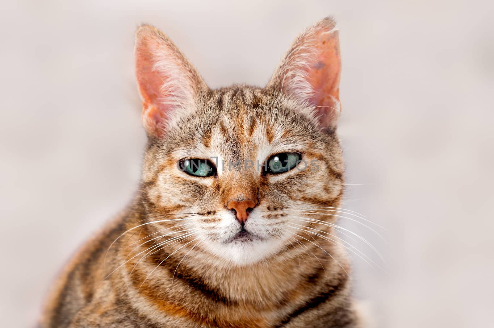 Alert Tabby Cat by timh