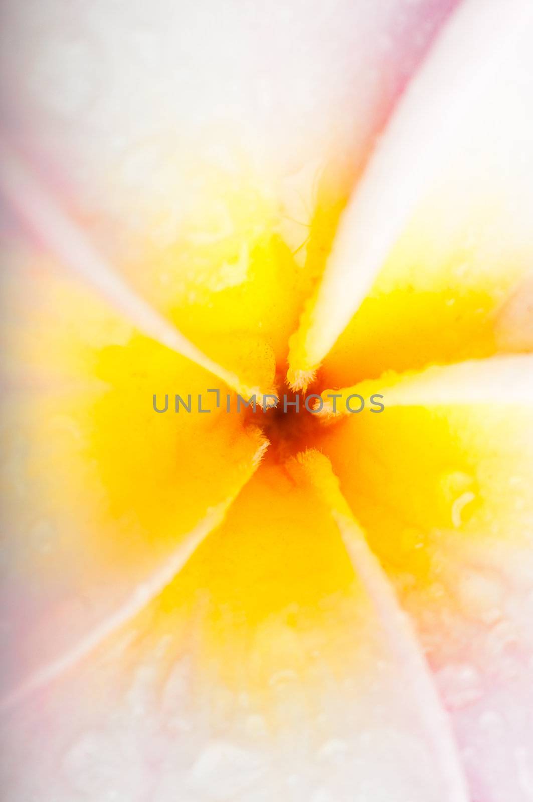 Macro of frangipani flower