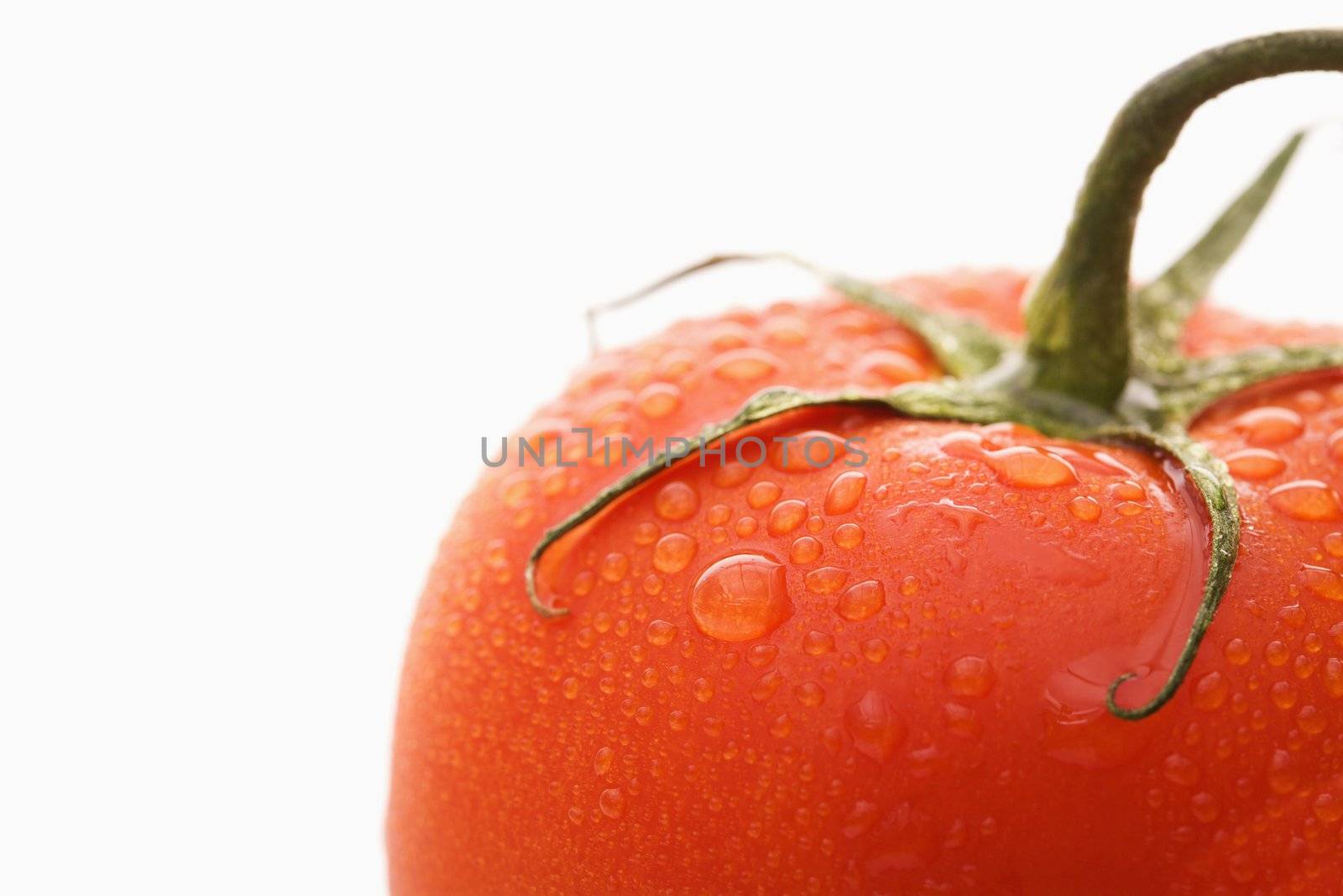 Close up of wet red ripe tomato against white background.