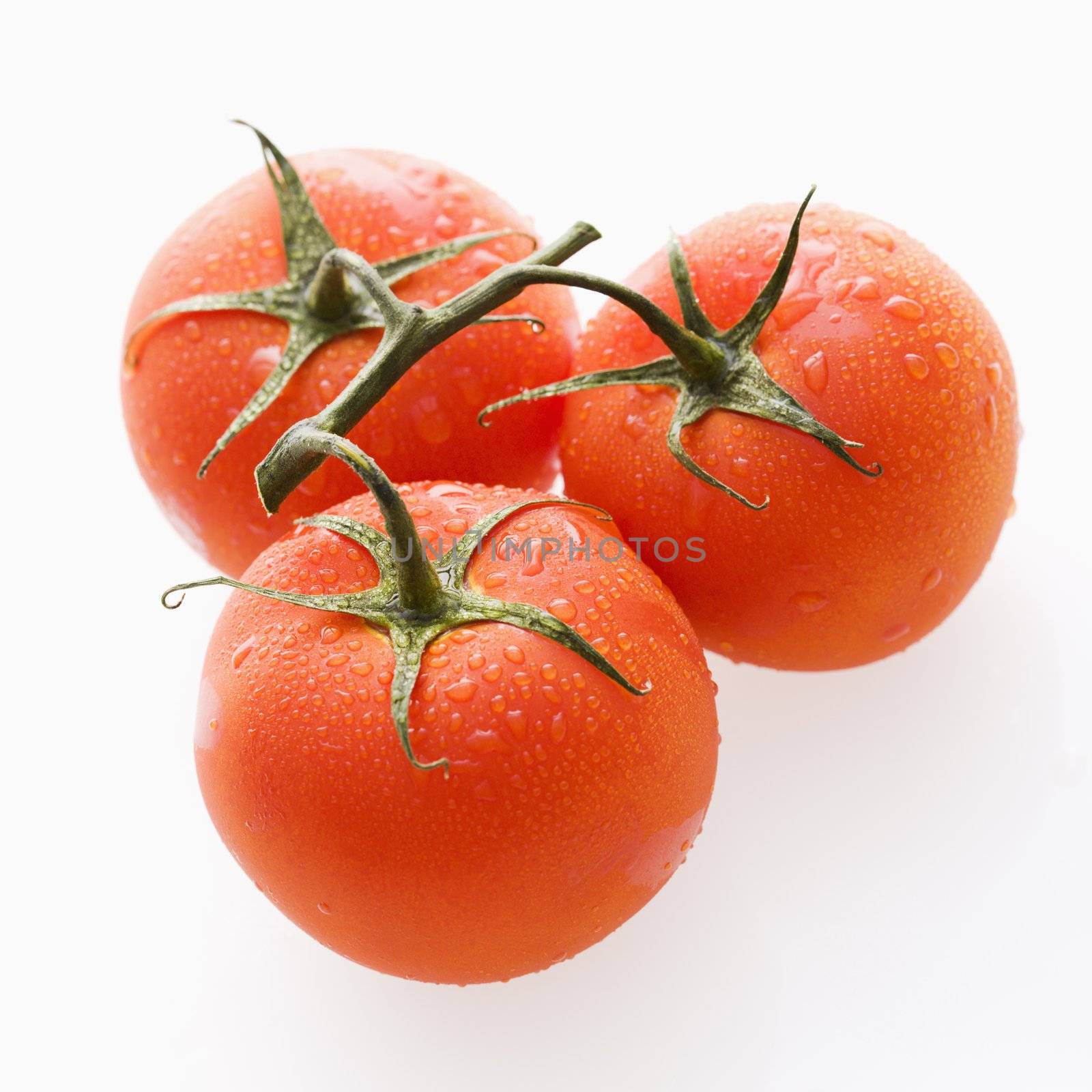 Three wet red ripe tomatoes on vine against white backgroound.