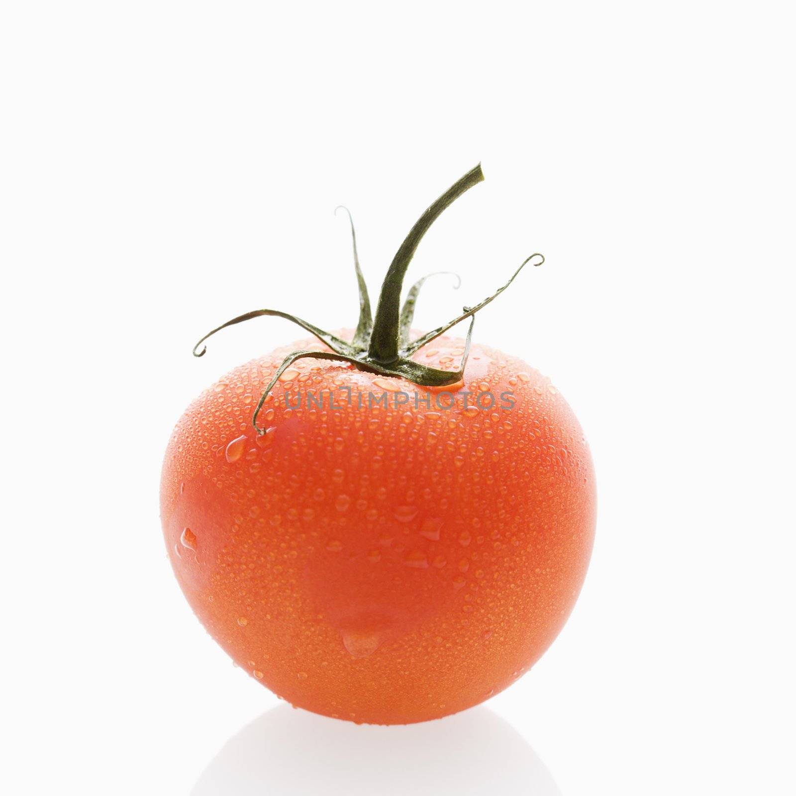 Still life of wet red ripe tomato against white background.
