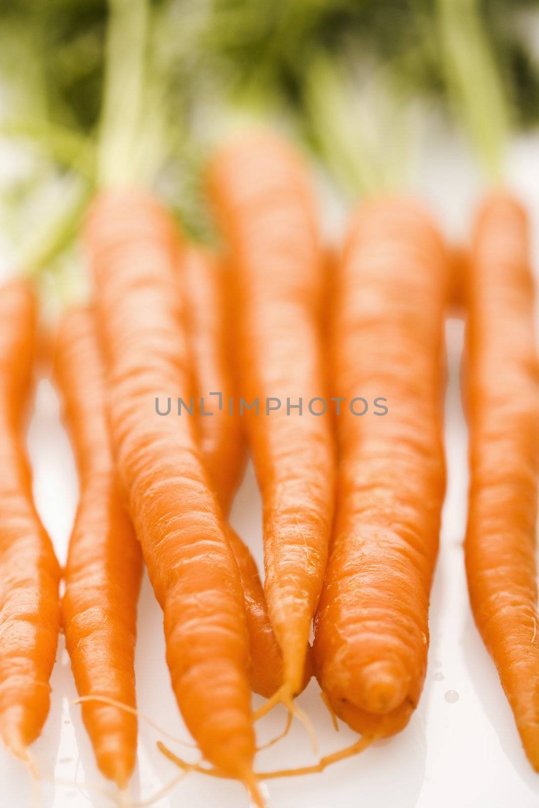 Bunch of orange carrots with green tops on white background.