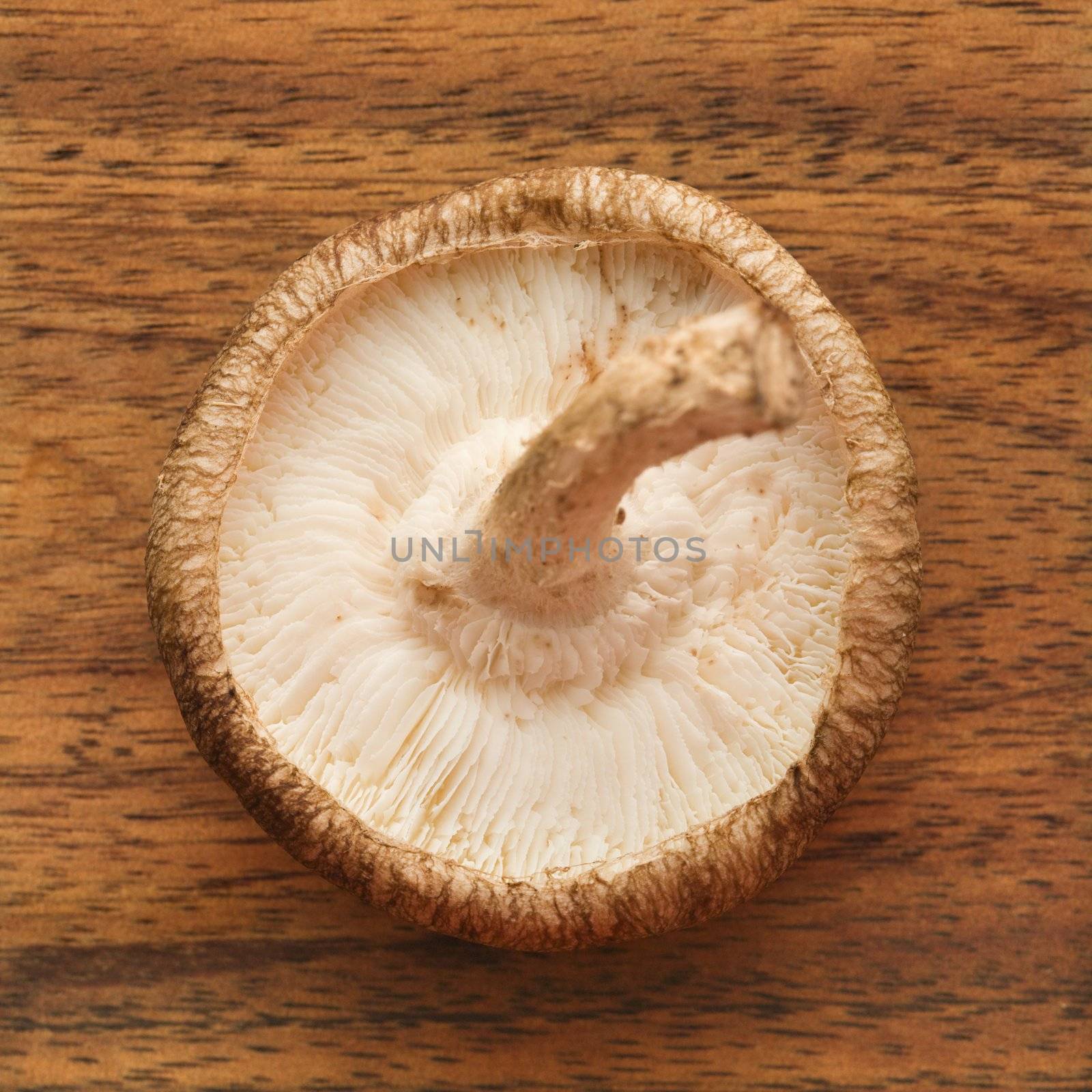 Overview of underside of whole mushroom.