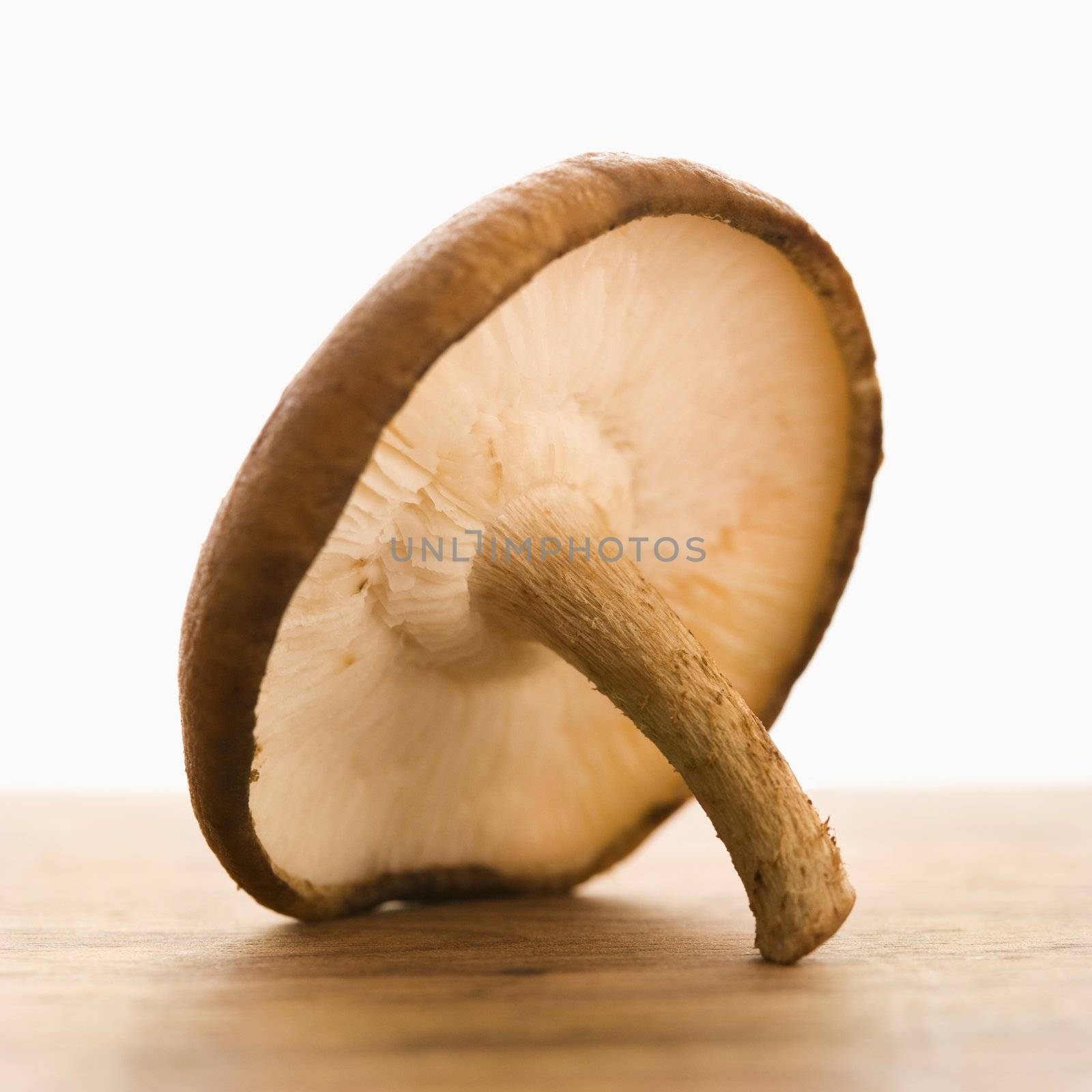 Still life of single brown mushroom.