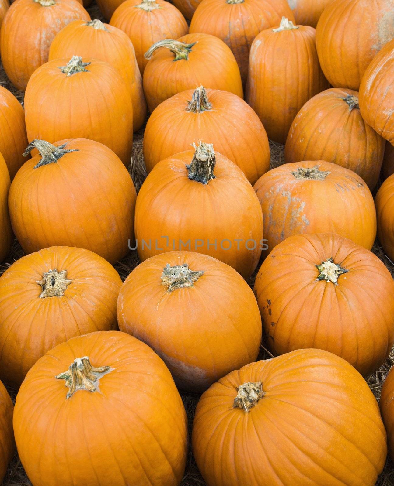 Group of pumpkins sitting on ground at farmers market.