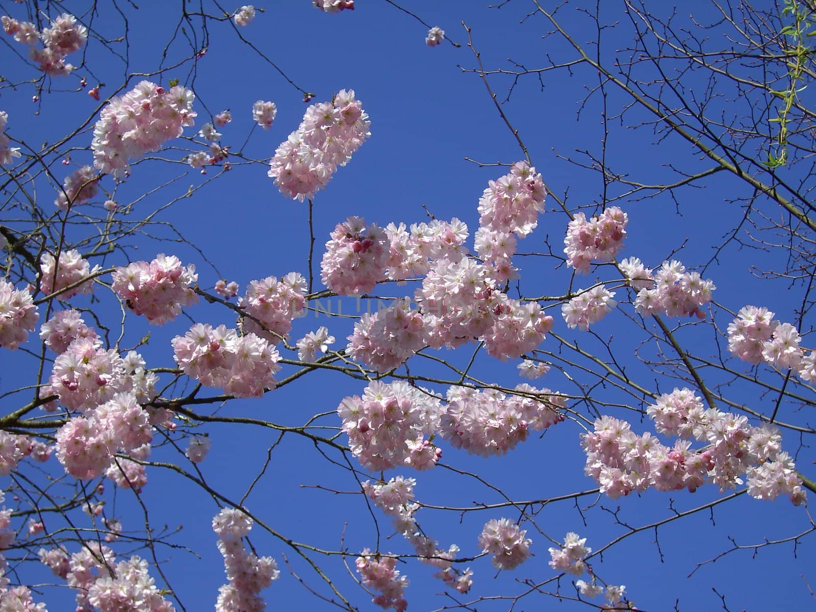 flowering cherry (Prunus) twig