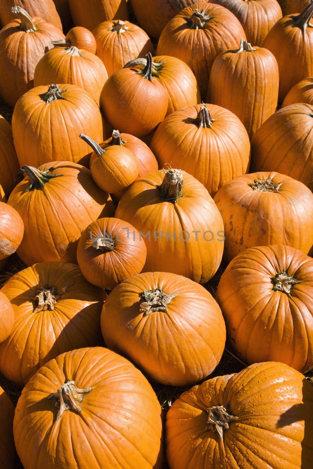 Pile of Fall pumpkins at outdoor market.
