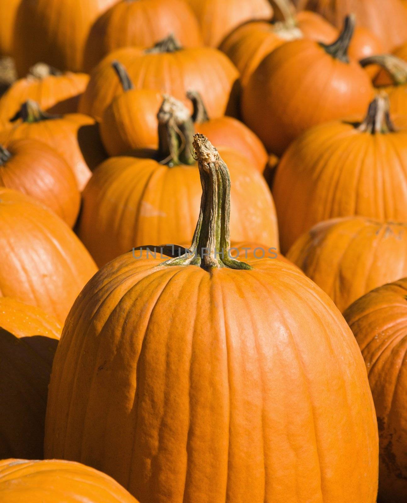 Fall pumpkins at outdoor market.