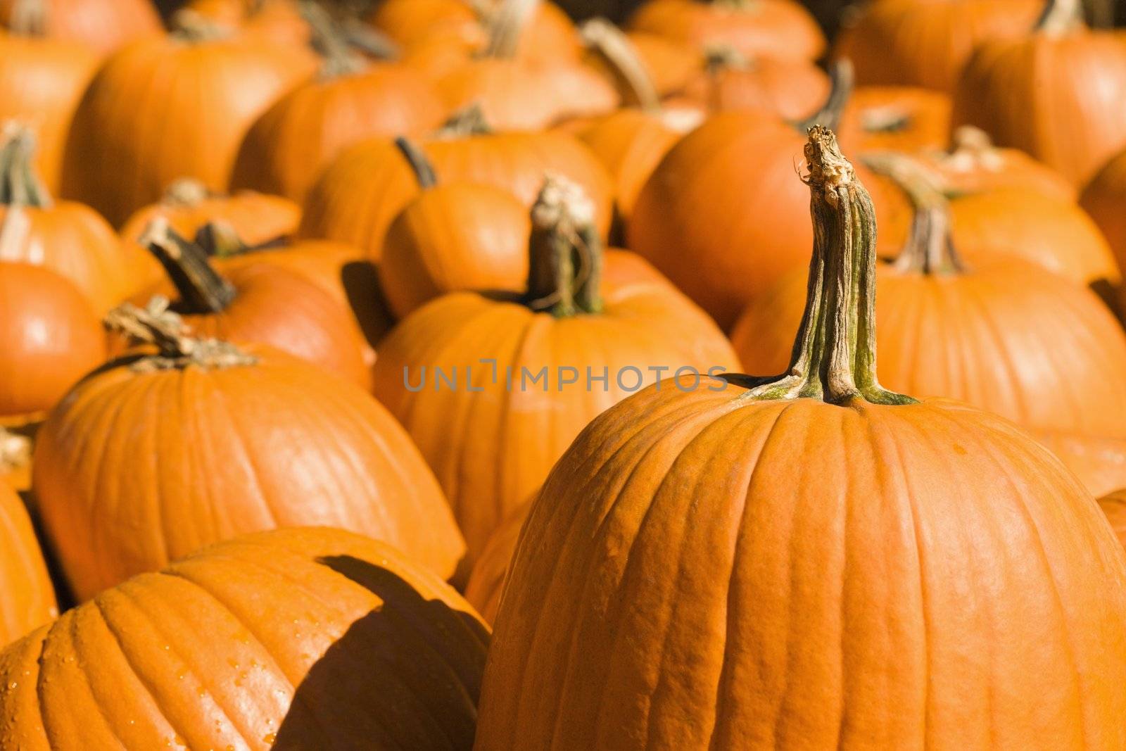 Group of pumpkins at produce market.