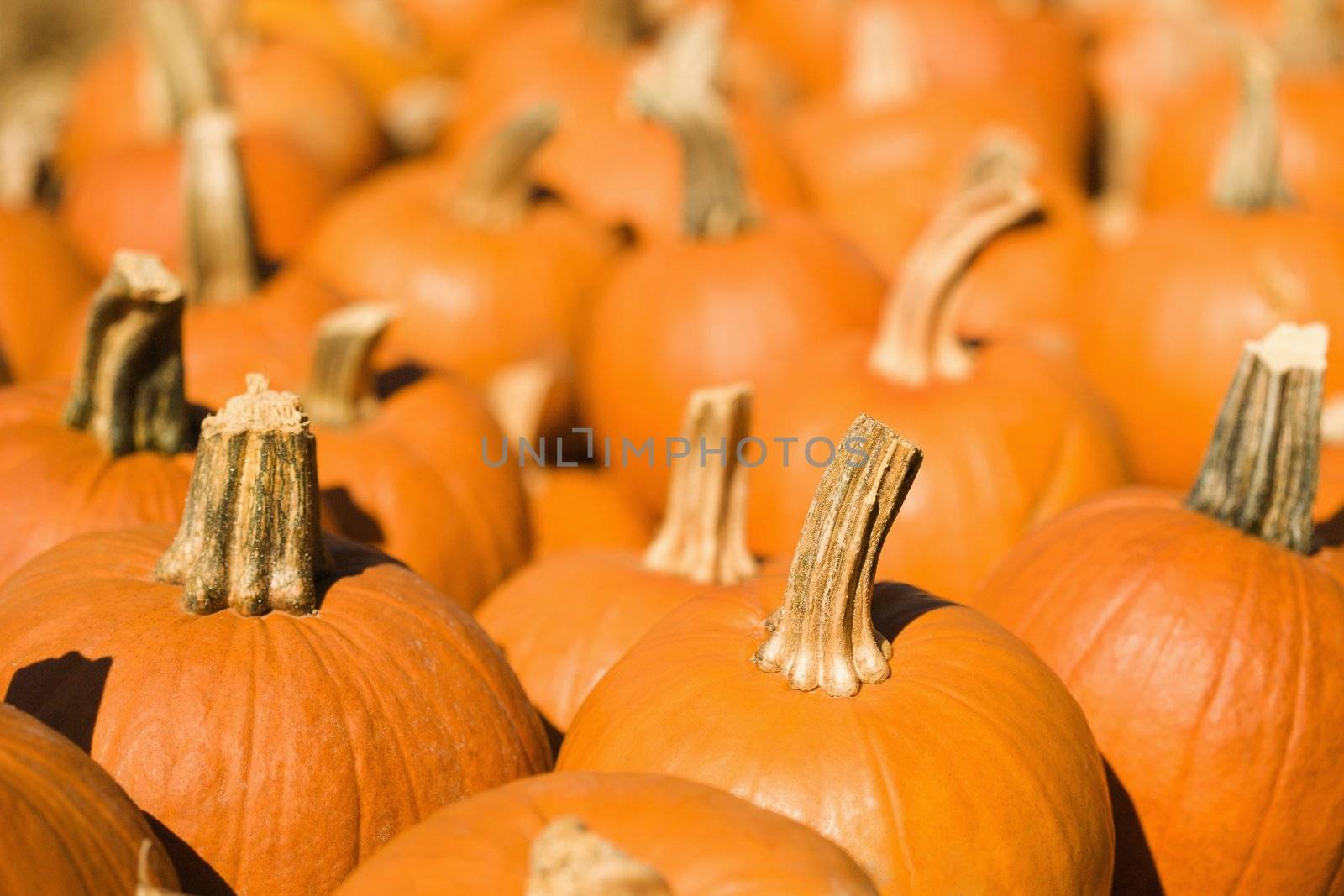 Group of pumpkins at produce market.